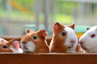 GuineaPigs