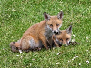 Red_Fox_(Vulpes_vulpes)_(4)
