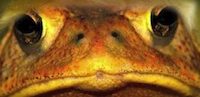 The gilded toad, an image from a video montage by Alan Cox of the poem 'Trump's Gonna Make Me Rich!' by Heathcote Williams