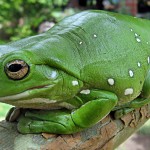 White's Tree Frog