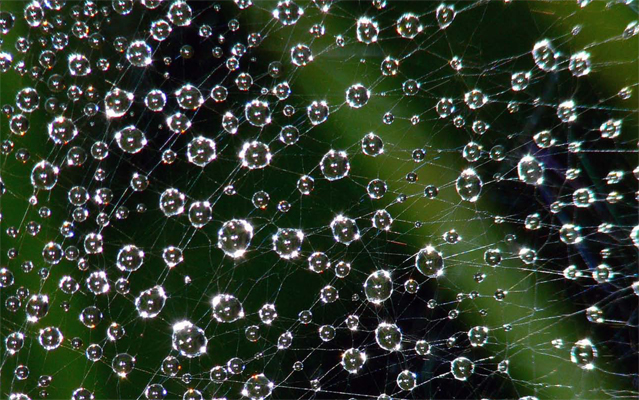 Photo: “Wet Spider Web” by Brad Smith from Flickr. Used under Creative Commons license.