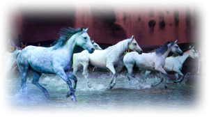 Cavalia horses