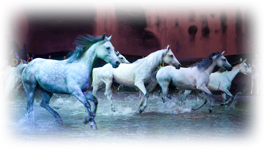 Cavalia horses