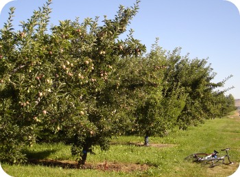 2011 apples 1