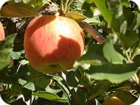 Apples #3 2013