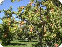 Peaches # 1 2013