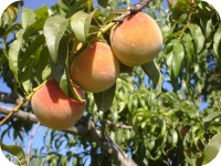 Peaches # 2 2013