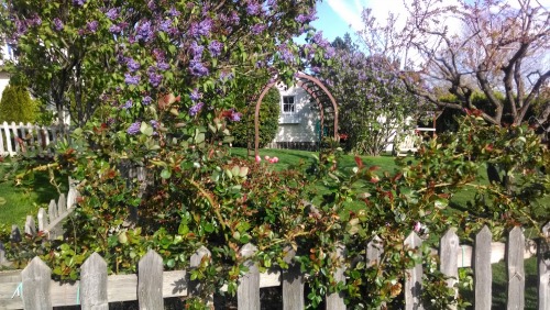 Lilacs & Tulips 2014