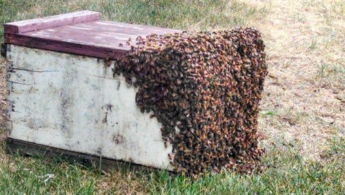 Bees at Conways 51514
