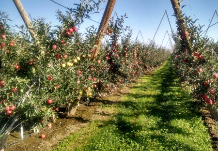 Apples 2014 1