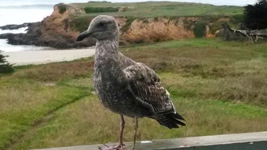 Pacific gull
