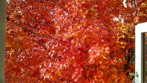 Sunset Maple # 3