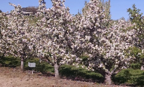 Apple Blossoms 2015