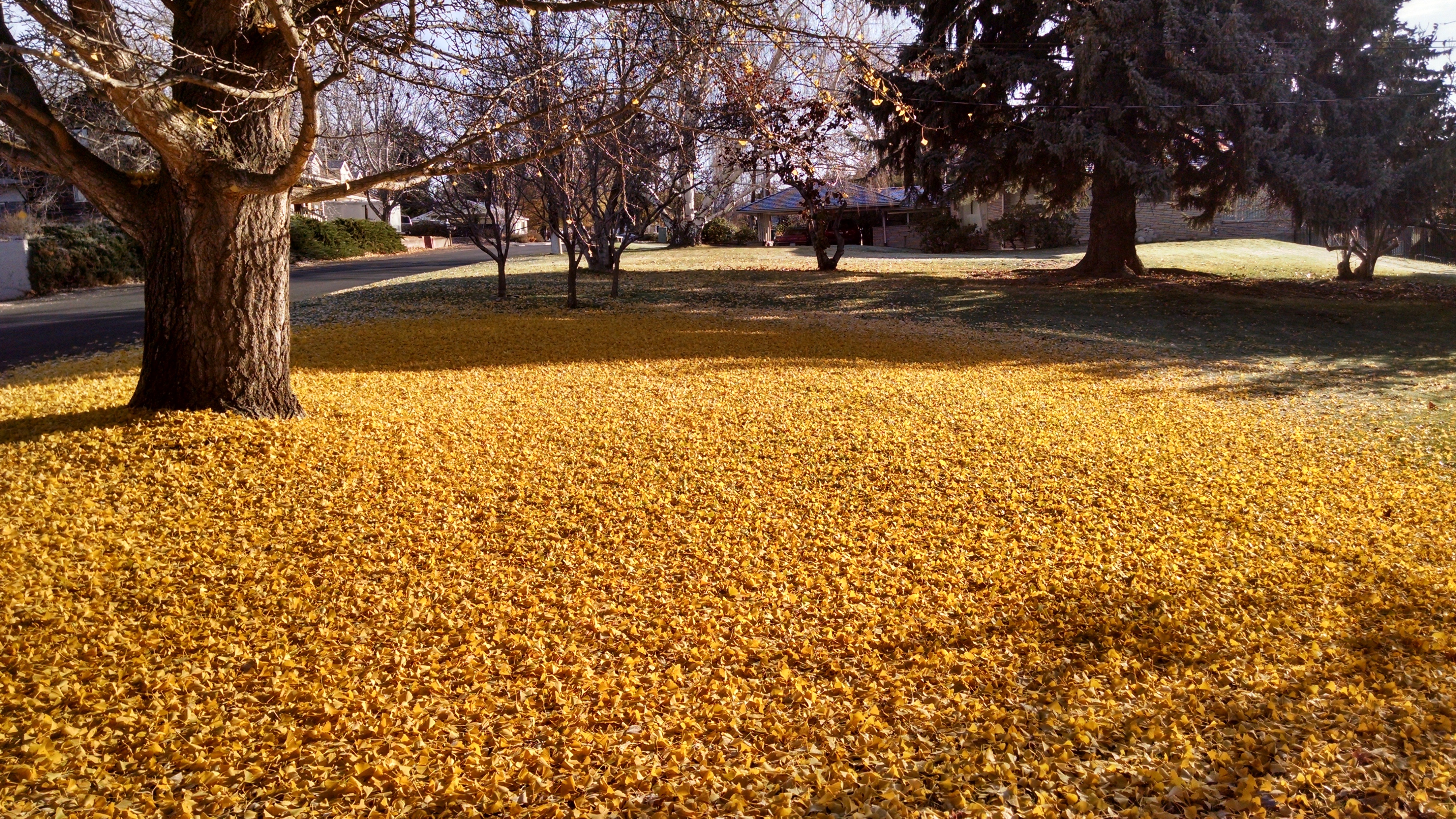 Gingko leaves 11/23/15