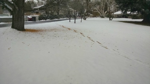 Snow 112415