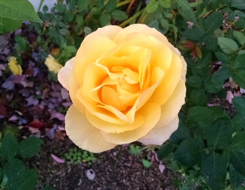 Yellow rose 2