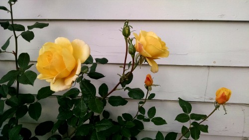 Yellow roses 1