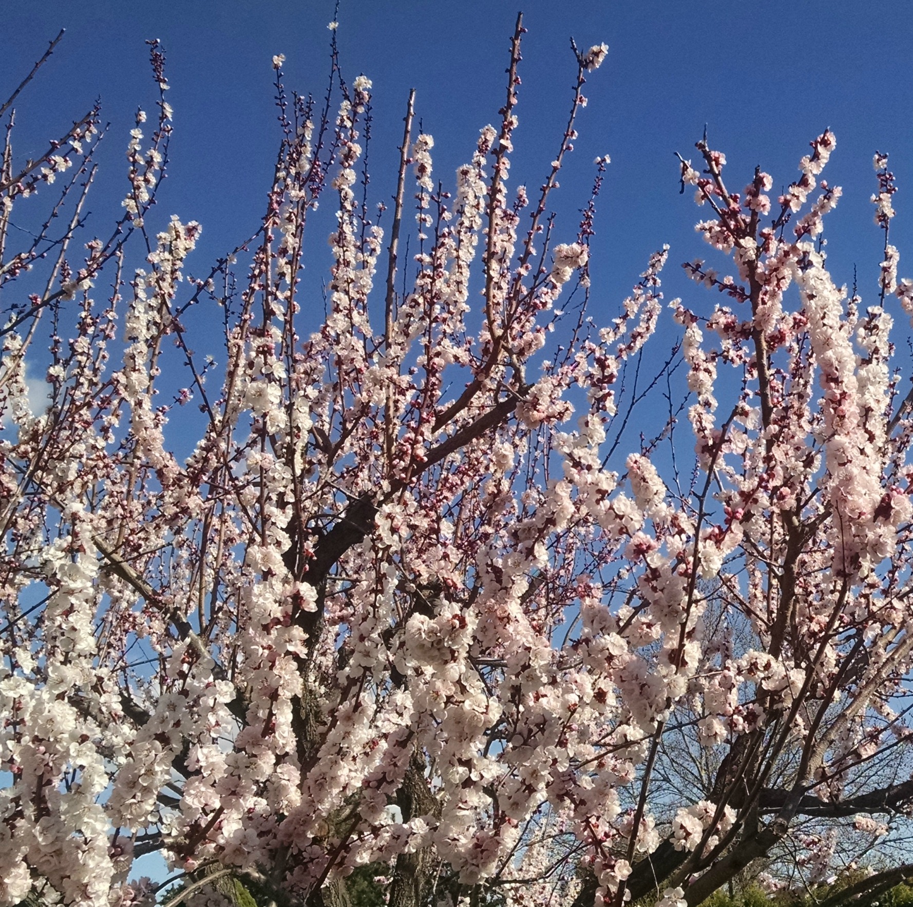 Apricot Blooms 2