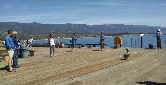 Sterns Wharf Pelican 1