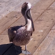 Sterns Wharf Pelican 2
