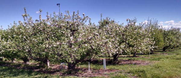Orchard on McCullough 41516