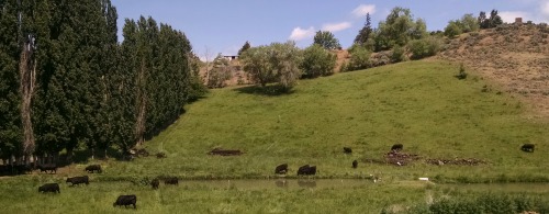 Cattle